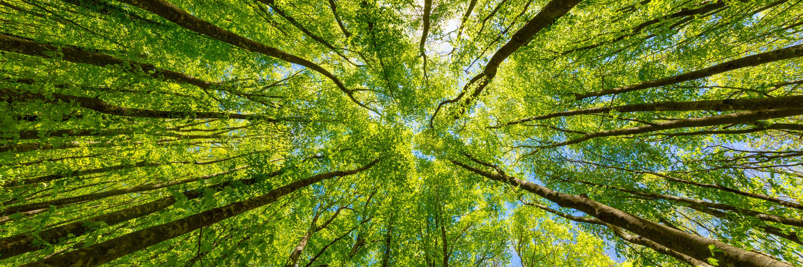 FAST Pichl Wichtigste Baumarten und deren Forstschutzprobleme